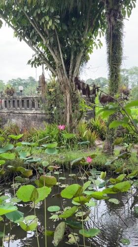 Morning domestic scenes captured at Tegallalang residence, Indonesia