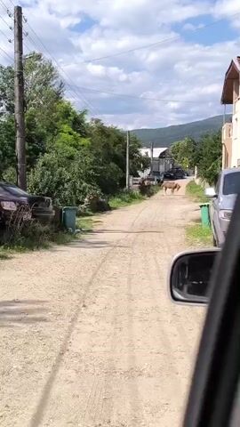 A light brown horse stands in the middle of a dusty dirt road, facing away from the camera. To the left of the road are two cars, one of which is rusted and appears to be abandoned. There are also some green trash cans and overgrown vegetation. To the right of the road is a house with a light-colored exterior and a brown roof, and a silver car. The road continues into the distance, lined with trees and more houses. In the background, there are mountains under a cloudy sky. The shot is taken from inside a vehicle, with the side mirror visible in the lower right corner.