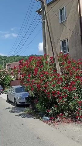 The video shows a street view with cars parked along the side. On the right, a building and a large bush with red flowers are visible. The street is paved, and overhead wires run across the scene. The sky is blue with some clouds, and a green, tree-covered hillside is in the background. The video pans to the left, revealing more parked cars and buildings.