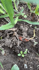 Spring wildlife and plants observed in Votkinsk, Russia