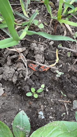 Spring wildlife and plants observed in Votkinsk, Russia