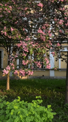 Spring cherry blossoms bloom in Saint Petersburg park