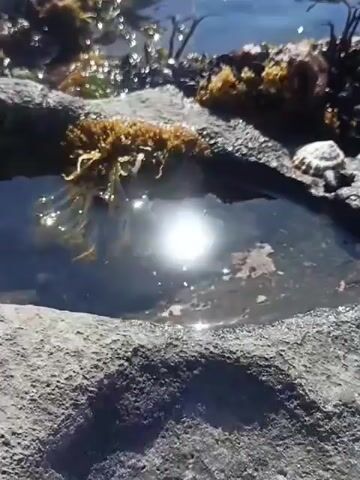 The video shows a close-up, low-angle shot of a tide pool. The tide pool is filled with clear, shallow water that reflects the bright sunlight. The bottom of the pool is rocky, with some sand and debris. Along the edges of the pool are various forms of marine life, including seaweed, barnacles, and mussels. In the center of the pool, on a submerged rock, sits a small sea turtle. The turtle is facing towards the right side of the frame, with its head slightly tilted upwards. The water is calm, and the sun glints off its surface. The overall impression is one of a peaceful, natural environment.