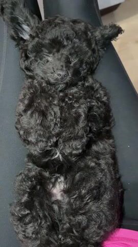 A black poodle puppy is lying on its back, asleep or very relaxed. Its paws are curled up near its chest. A human hand gently pets the puppy's chest. The puppy is lying on dark fabric, possibly leggings or pants, with a hint of pink fabric visible at the bottom of the frame.