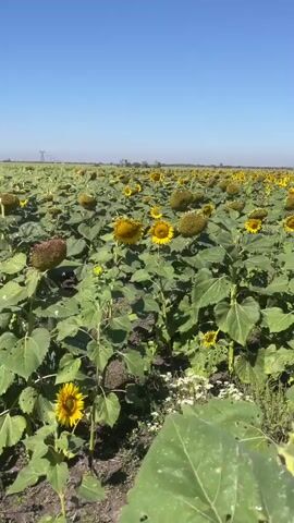 A video pans across a field of sunflowers under a clear blue sky. The sunflowers are in various stages of development, with some in full bloom and others appearing to have already seeded and dried. The plants are tall with large green leaves, many of which show signs of insect damage with holes and torn edges. In the distance, a few utility poles are visible on the horizon. The ground appears to be dry and dusty. The overall impression is of a mature sunflower field nearing the end of its growing season.