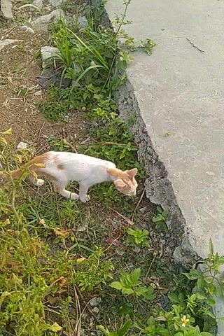 A white cat with orange markings is seen lying on its side on the ground. The cat is surrounded by green plants and dirt. A concrete surface is visible to the left of the cat. The cat appears to be grooming itself, using its tongue to lick its paw. The video captures the cat from a top-down perspective.
