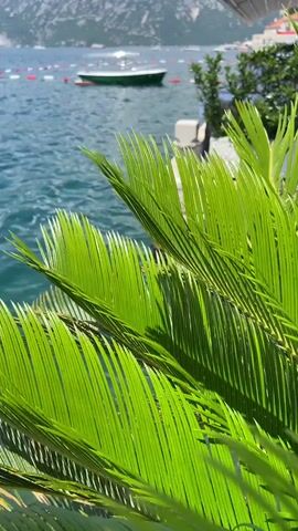 The video shows a close-up view of green palm fronds in the foreground, obscuring much of the scene. Beyond the fronds, a body of clear, blue-green water is visible, with ripples on the surface. In the middle ground, a small white boat is anchored in the water, and a stone pier with some greenery in planters extends into the water. A white awning is visible extending from an unseen structure on the right. In the background, a mountain range rises steeply from the water, with some buildings visible on the slopes. The sky is partly cloudy. The overall impression is of a peaceful, sunny day at a coastal location.