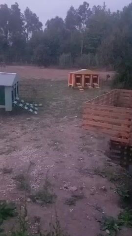 The video shows an outdoor scene with several structures made of wood, likely for housing small animals. In the foreground, a wooden enclosure is partially submerged in water, suggesting it might be a pond or a water feature. Beyond this, a larger wooden structure resembling a coop or shelter is visible, with multiple openings and ramps. To the left, another smaller structure with ramps is present. In the background, a line of trees forms a natural backdrop. The lighting suggests it is dusk or early morning. A small flock of white ducks are swimming in the water in the distance, towards the right side of the frame. The ground is a mixture of dirt, gravel, and sparse vegetation. The overall impression is of a rural or farm-like setting.