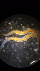 Microscopic aquatic organisms documented in Ribeira Grande, Portugal