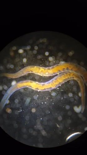 Microscopic aquatic organisms documented in Ribeira Grande, Portugal