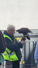 Man handles Harris Hawk in central London