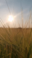 Walking through sun-lit grain fields in rural Lithuania
