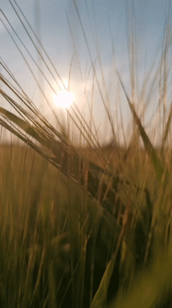 Walking through sun-lit grain fields in rural Lithuania