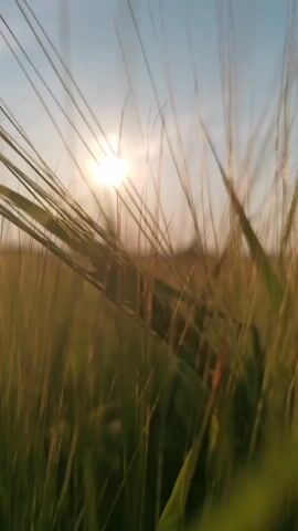 This is a first-person perspective video of a person walking through a field of tall grass or grain. The sun is visible in the sky, casting a bright light. The camera is low to the ground, capturing the movement of the plants as the person walks. The video appears to be filmed during the day, likely in the late afternoon or early evening, given the angle and warmth of the sun. The environment is natural and rural, with a clear sky and a hint of trees or a treeline in the distance. There are no other people or animals visible in the frame. The video is short and appears to be a continuous shot with no editing.