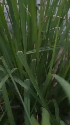 The video shows a close-up view of tall, green grass blades. The camera is focused on the grass, with some of the blades appearing sharp and in focus, while others are blurred. The lighting suggests it might be an overcast day or dusk. The background is out of focus, showing what appears to be a fence or railing and some darker ground or soil. There are no people or visible objects other than the grass in the foreground. The camera appears to be slightly shaking or moving subtly.