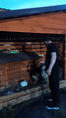 Ordinary moments captured across Andreyevo: dogs, dress, cat