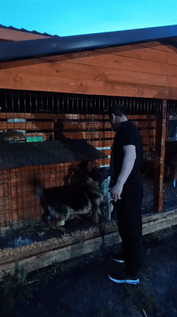 Ordinary moments captured across Andreyevo: dogs, dress, cat