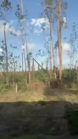 From behind a window, a camera captures a clear, daytime view of a field with numerous trees, many of which appear to be cut or damaged, reducing them to stumps. The ground is covered with green vegetation and some wood debris. The sky is visible with a mix of blue and scattered white clouds. The camera seems to be moving past the scene, indicating it's likely filming from a moving vehicle or train. There is music playing.