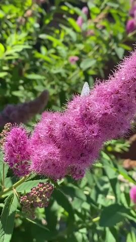 A close-up, outdoor shot focuses on a vibrant pink flowering shrub. The flower spikes are fluffy and conical, with many small, individual blooms. Green leaves surround the flowers, and other pink flower spikes are visible in the background, also surrounded by green foliage. A small, white butterfly with black spots is perched on one of the pink flower spikes. The lighting suggests it is daytime and sunny. The camera pans slightly, shifting the focus between different parts of the flower and its surroundings.
