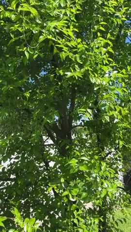 A video captured from a low angle looking up at a large, leafy tree against a bright blue sky. The leaves are a vibrant green, and sunlight filters through them, creating a dappled effect. The branches of the tree are visible in the center, with a dark trunk. The overall impression is one of a lush, healthy tree on a sunny day.