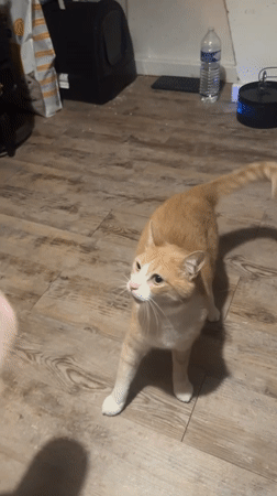 Cat plays while owner organizes trading cards in French home