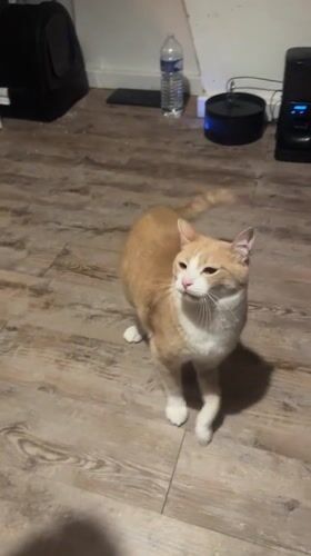 Cat plays while owner organizes trading cards in French home