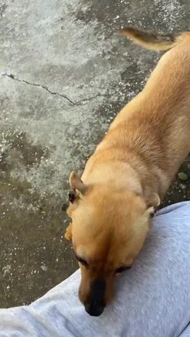 A woman is petting a light brown dog, possibly a chihuahua mix, outdoors. The dog is wearing a green collar and stands on the woman's lap. The woman pets the dog's back with one hand and scratches its chin with the other. The background is a concrete surface with visible cracks.