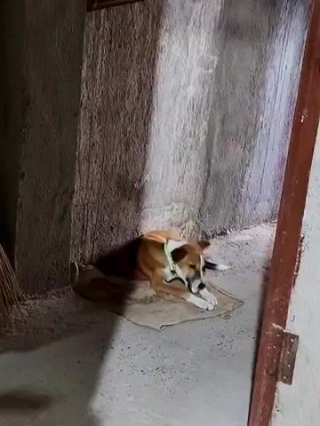 A tan and white dog lies on a mat in a dimly lit corner. The dog is wearing a light-colored collar. The wall behind the dog is textured and appears to be concrete. There is a broom leaning against the wall to the left of the dog. A dark wooden door frame is visible on the right side of the image. Sunlight or artificial light casts a shadow on the wall.