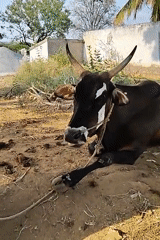 Tethered cow rests on ground in Indian village