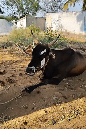 Tethered cow rests on ground in Indian village