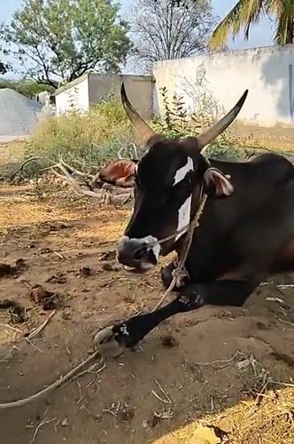 Tethered cow rests on ground in Indian village