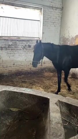 A black horse stands in a stable. The horse is facing the camera and appears to be looking down at a concrete trough in the foreground. The trough is dirty and contains some dry grass and twigs. The stable walls are made of brick and there is a window in the background. The floor of the stable is covered in hay. The video shows the horse leaning down and appearing to drink from the trough.