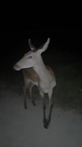 A deer stands on a dirt path at night. Its body is brown with white spots. The deer's head is turned to the left, and its ears are perked up. The background is dark, indicating it is nighttime.