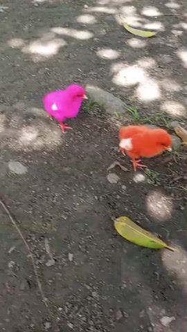 This video shows two small, brightly colored chicks on a dirt ground. One chick is bright pink, and the other is a vibrant orange with a white patch on its wing. They appear to be young and are walking around on the ground, which is covered in dirt, small stones, and some dry leaves. There are dappled shadows on the ground, suggesting it is daytime and the sun is shining through trees or other foliage. The setting appears to be outdoors in a somewhat natural or rural environment. The chicks seem curious and active as they explore their surroundings. There is no visible text in the video. The overall mood is light and cheerful, focusing on the playful nature of the young birds.