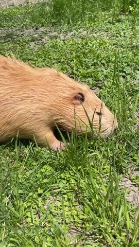 A large, light brown or tan rodent, likely a nutria or coypu, moves slowly across a patch of green grass. The animal has coarse fur and small ears, and appears to be foraging or eating the grass. The scene is outdoors on a bright, sunny day, with lush green grass covering most of the ground, interspersed with some bare patches. A blurry, light-colored structure, possibly made of wood, is visible in the background to the left. The animal seems calm and focused on its activity.