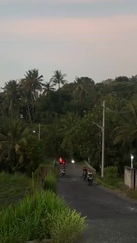 A vertical video shows a road winding through a lush green landscape with numerous palm trees. The sky is a pale pink and grey, suggesting either dawn or dusk. Several motorcycles are traveling along the road. One motorcycle is in the foreground, facing away from the camera, with its red taillight illuminated. Behind it, several other motorcycles are visible at varying distances, some with their headlights on. The road is paved and appears to be a rural or suburban path. Tall green grass and foliage line the sides of the road. A utility pole with wires is visible on the right side of the road. The overall impression is of a peaceful, natural setting with a touch of human activity.