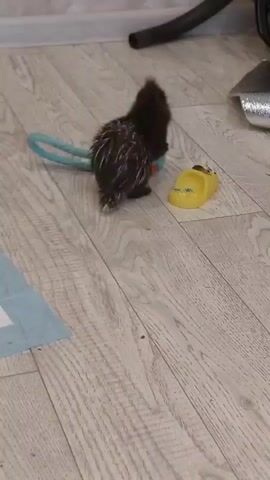 A young porcupine with quills is playing with a blue and orange toy on a wooden floor. The porcupine is facing away from the camera and appears to be gnawing on the toy. To the right of the toy is a yellow child's shoe. In the background, a vacuum cleaner hose is visible. There is also a blue and white absorbent pad on the floor to the left.