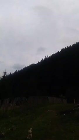 The video is a vertical shot of a wooded hillside under an overcast sky. In the foreground, a dirt path runs through a grassy area with a wooden fence on the left. A few ducklings are visible in the grass. Further back, an orange car is parked on the right side of the path. The hillside is covered in dark green trees.