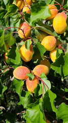 Summer fruit harvest season in a Kyrgyz village garden