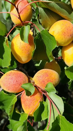 Summer fruit harvest season in a Kyrgyz village garden