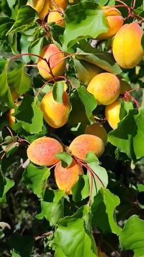 Summer fruit harvest season in a Kyrgyz village garden