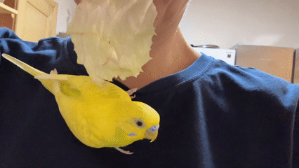 Yellow budgie perches close, checking out a lettuce snack