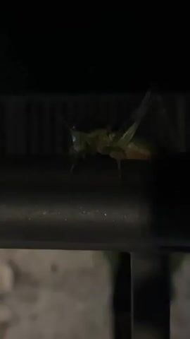 A blurry, dark video shows a green insect with long legs perched on a dark horizontal surface. The background is a mix of dark and slightly illuminated areas with some horizontal lines suggesting bars or a fence. There are also some rough, textured surfaces that appear to be stone or concrete. At one point, the insect appears to move slightly.