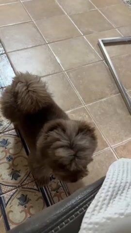 This is a close-up, high-angle shot of a small, brown, fluffy dog standing on a tiled floor. The dog is facing the camera and looking down. The floor is made of square, tan tiles with some decorative tiles along the edge. There is a piece of furniture, possibly a couch, in the foreground and a silver metal object, perhaps a picture frame, in the background. The dog is wagging its tail and appears to be playful.