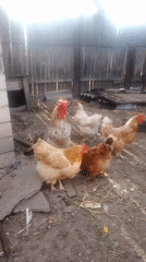 A Ukrainian homestead in full summer swing, animals and all