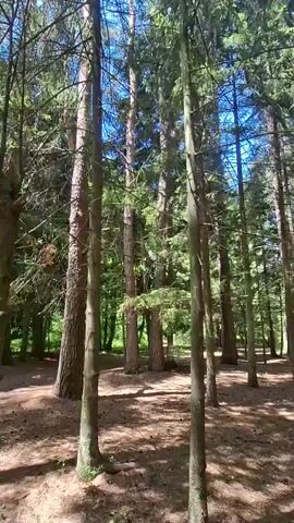 The video shows a forest floor covered in pine needles and leaves. Tall, slender pine trees with green needles dominate the scene, casting shadows on the ground. Sunlight filters through the canopy, creating a dappled effect. The camera moves slowly through the trees, offering a view of the forest path and the surrounding vegetation. The sky is visible between the trees and appears blue. There are no people or animals visible in the video.