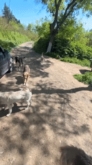 Person feeds stray dogs in Burgas parking lot