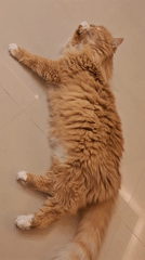 Orange cat and Bulgarian spring decorations observed in Varna