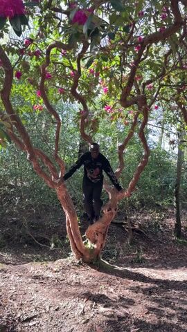 A medium shot reveals a man standing in the center of a small tree with twisting branches and pink flowers in a forest setting. The man, who appears to be African American, is wearing a long-sleeved black shirt and dark pants. He is standing on the thick base of the tree where it splits into multiple branches, and he is holding onto the branches for balance with his arms outstretched. The tree itself is the main focus of the shot, with the man positioned within its branch structure. The ground around the tree is covered in leaves and mulch. The background consists of dense greenery, including other trees and shrubs, indicating a wooded area. Sunlight filters through the leaves, creating dappled lighting on the ground and the man. There are voices speaking in the background, suggesting the presence of other people nearby. The shot is stable, and the focus is sharp on the man and the tree. The scene appears to be casually captured, as if someone came across this individual in the tree and began filming.