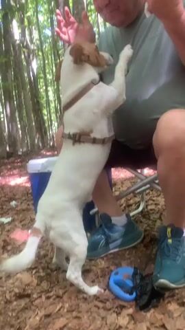 A man is sitting on a folding chair in a forest. He is wearing a grey t-shirt and dark shorts. A white dog with brown markings is standing on its hind legs, with its front paws on the man's chest. The dog is wearing a brown harness. The man is holding food in his hands and appears to be offering it to the dog. Next to the man is a blue and white cooler. On the ground near the man's feet is a blue dog leash and a black plastic bag. The background is a forest with tall trees and dappled sunlight.